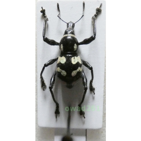 Metapocyrtus lindabonus W.Schultze, 1922 male Philippines1